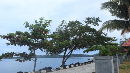 Sea view with green trees on the beach