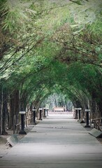 Bamboo tunnel and walkway in the park with natural background.