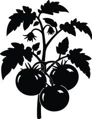 Silhouette tomato plant with unripe fruit and leaves Vector Illustration