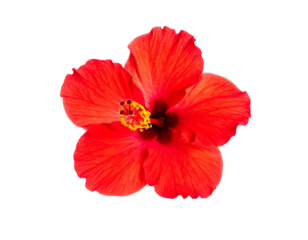 Vibrant red tropical bloom with delicate, ruffled petals