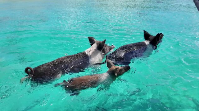 Pigs Beach In Exuma Islands Nassau Bahamas. Aerial View Of Stunning Beach With Crystal Clear Waters. Paradise Island Landscape Leisure Beauty. Summertime Leisure Coast. Exuma Islands Nassau.