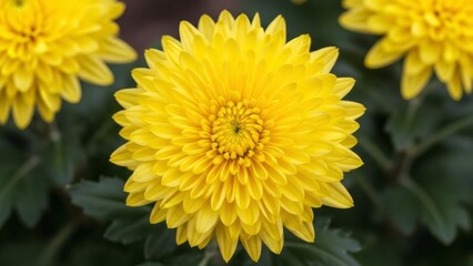 Obraz premium Yellow Chrysanthemum Flower Close Up