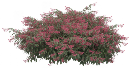 Pink Flowering Bush pink flowers green leaves isolated on a transparent background