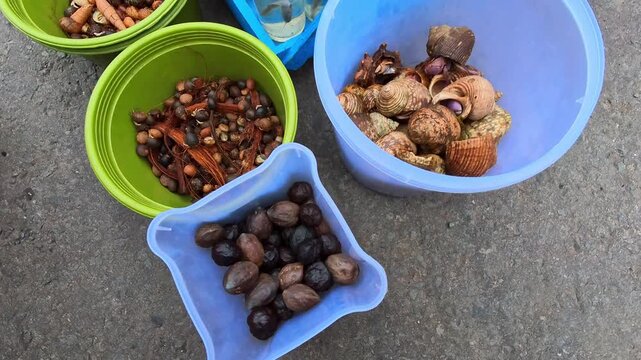 A hermit crab group is gathered in a bucket for sale. Footage of the small crustaceans attracts children to keep them as pets. Videography of the animals for sale in 4K HD resolution.