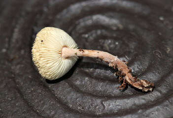 成熟したシロカラカサタケ属茸の白いヒダと柄（アウトドアフィールド菌・キノコ類マクロ撮影）