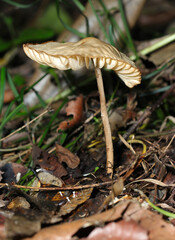 林内土壌に生えるベージュ色のオオホウライタケキノコ側面立像（自然環境下ストロボマクロ撮影）