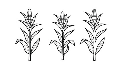 Three corn plants with mature ears and leaves
