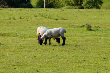 Obraz premium Two lambs grazing in a field