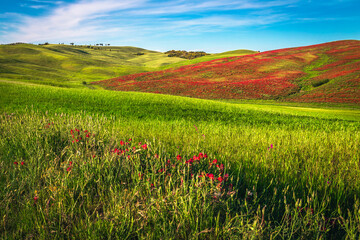 Amazing agricultural lands and blooming flowery hills, Tuscany, Italy