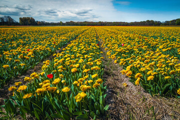 Stunning flowery landscape with various yellow tulip fields in Netherlands