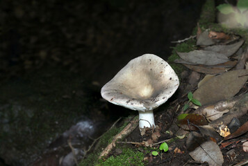 身近な緑地に生える大きく成長した盃形状のベニタケ属カワリハツ茸全体像（自然下菌・キノコ類マクロ撮影）