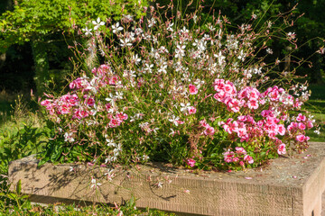 Gaura lindheimeri Prachtkerze Detail Pflanzung mit Pelargonien auf einer Mauerkrone