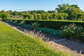 Taxus baccata als geschnittene Hecke in einem &ouml;ffentlichen Park