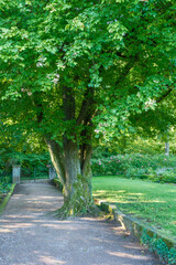 Acer campestre Feldahorn Detail Stamm eines mehrst&auml;mmigen Solit&auml;rbaumes