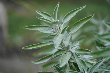 Detail of green sage branch covered in ice crystals and frozen dew.