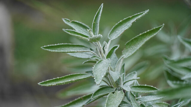 Detail of green sage branch covered in ice crystals and frozen dew. - Powered by Adobe