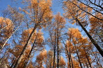 秋の上高地　カラマツ
