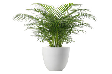 Green potted areca palm plant isolated on transparent background