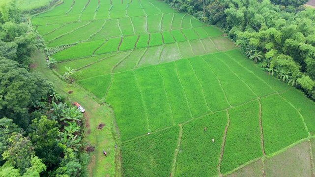 High-angle drone shot of vast green paddy fields meeting a dense tropical forest edge. Peaceful rural landscape in East Java, Indonesia.