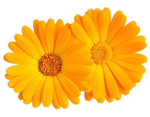 Two vibrant orange daisy-like flowers bloom against a dark background