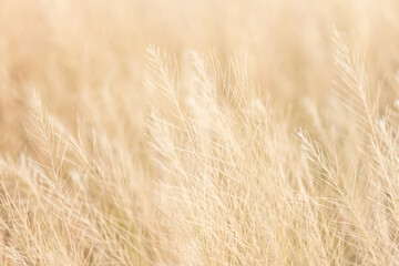Fototapeta premium Soft focus on a brown grass background,nature background,Green grass in summer forest at sunset. Macro image, shallow depth of field. Abstract summer nature background.