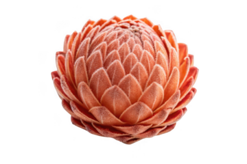 Orange protea flower bud isolated on transparent background