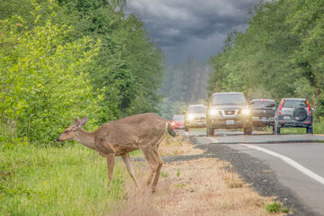 Mule Deer Doe Crossing Rural Highway with Traffic Under Stormy Sky with copy space