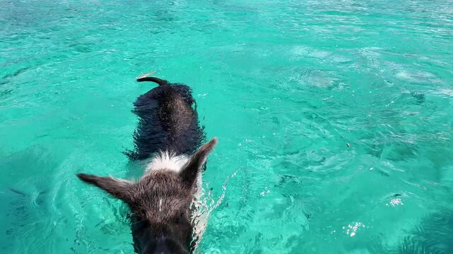 Pigs Beach In Exuma Nassau Bahamas. Scenic Wild Marine Animals Swimming In The Sea. Shore Clouds Beach Sea. Shore Beach Panoramic. Exuma Nassau.