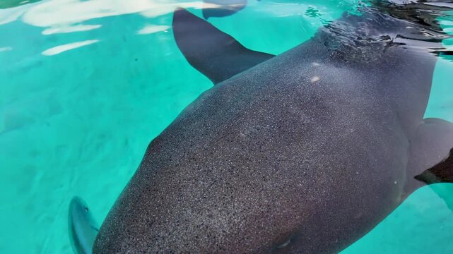 Swimming With Sharks In Exuma Black Point Bahamas. Scenic Wild Marine Animals Swimming In The Sea. Paradise Skyline Peaceful Wanderlust. Paradise Sea. Exuma Black Point.