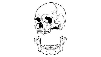 Black and white line drawing of a human skull superior aspect and mandible