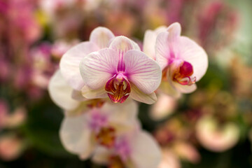 Beautiful colorful orchid  - phalaenopsis on blurred background