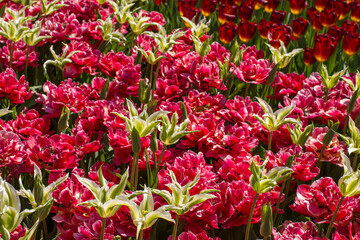 spring flowers in Keuhenhof in the Netherlands