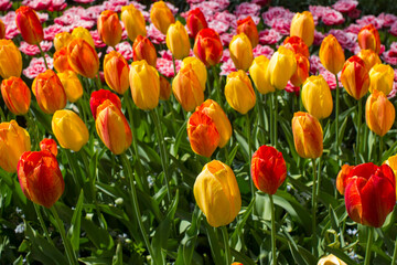 tulips flowers in the park - Keukenhof, the Netherlands