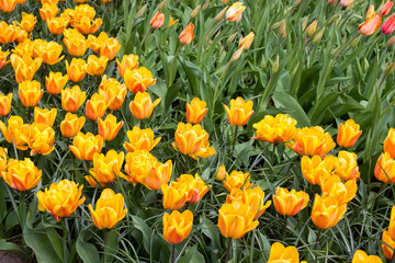 tulips flowers in the park - Keukenhof, the Netherlands