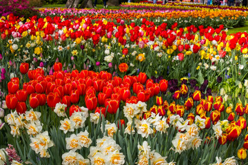 spring flowers in Keuhenhof in the Netherlands