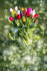 Colorful fresh tulips in wicker basket in the garden