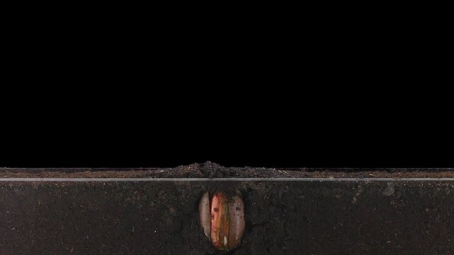 Oak acorn (Quercus robur) was planted in the rhizobox to study growing roots. Acorn germinated, grew, and developed leaves within 35 days