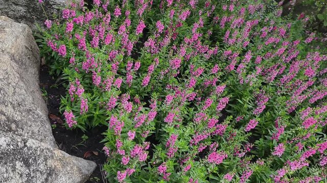 Beautiful 4K footage of garden bed of pink Angelonia flowers blooming next to large decorative rocks. This lush floral landscape is ideal for nature gardening and summer themes