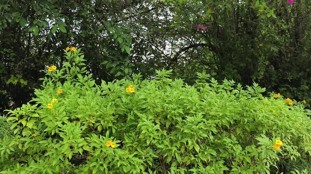 Video footage 4k. Lush garden view featuring vibrant yellow Tecoma stans flowers in foreground and stunning pink bougainvillea blooming against dense green forest backdrop