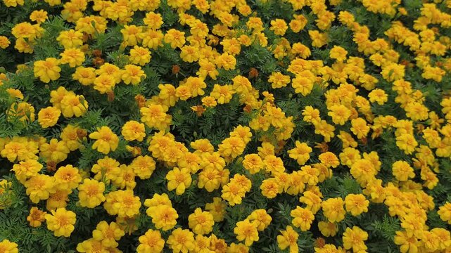 Video footage 4k. Vibrant field yellow French Marigolds or Tagetes patula with dense green foliage. Overhead shot captures lush carpet of blooming flowers perfect for garden and nature themes