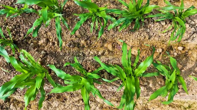 High-resolution aerial footage of corn farming, showcasing early vegetative growth, orderly field management, and eco-friendly cultivation methods.