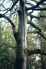 Fototapeta premium big old tree in the forest