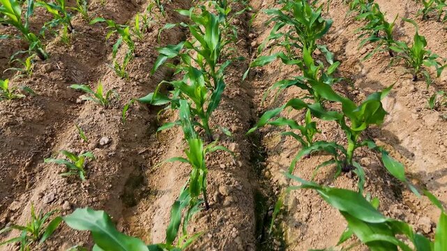 Wide aerial shot of a corn field in early growth stage, capturing clean row alignment, fertile soil, and sustainable agricultural land use.