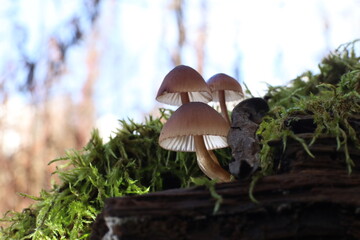 mushroom in the forest