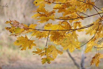 autumn maple leaves