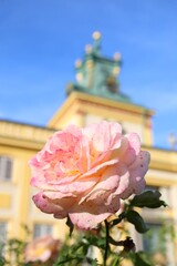 pink rose in the garden