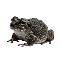 The photo shows an amphibian with spots and ridges on its body sitting still.