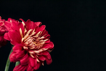 red chrysanthemums flowers isolated on black background, with negative space