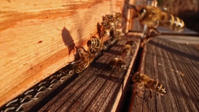 Close up view of beehive life with honey bees flying in and away. Wide angle macro slow motion take of frontal space of wooden beehive with fast exchanging of many bee bodies during sunny day.