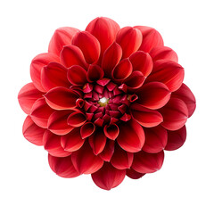 Vibrant red dahlia flower in full bloom against a black background red flower blossom isolated on a transparent background